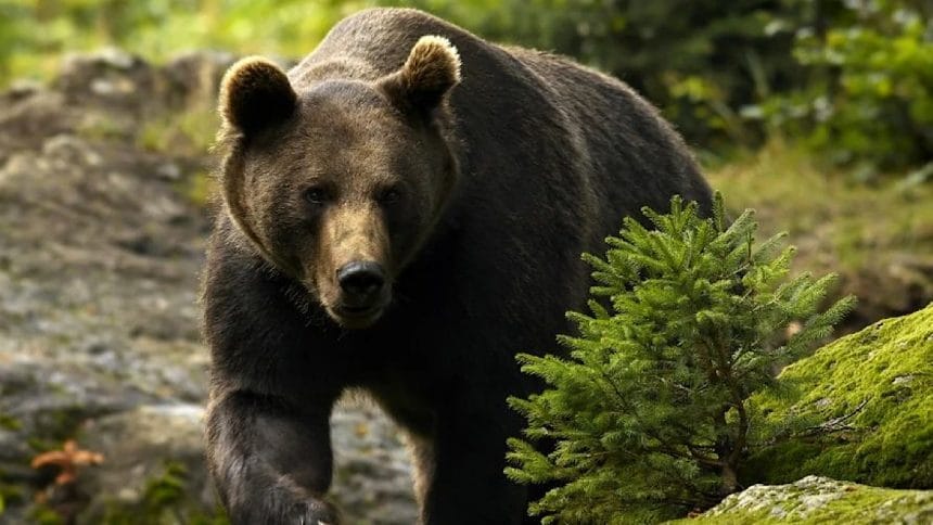 Incident pe Transfăgărășan: turist străin atacat de un urs în apropierea Barajului Vidraru