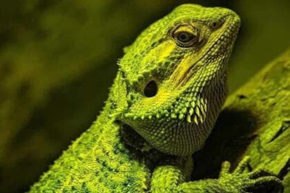 Program de Sfânta Maria la Grădina Zoologică Pitești