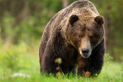 Urs împușcat după ce a atacat un turist pe transfăgărășan urs