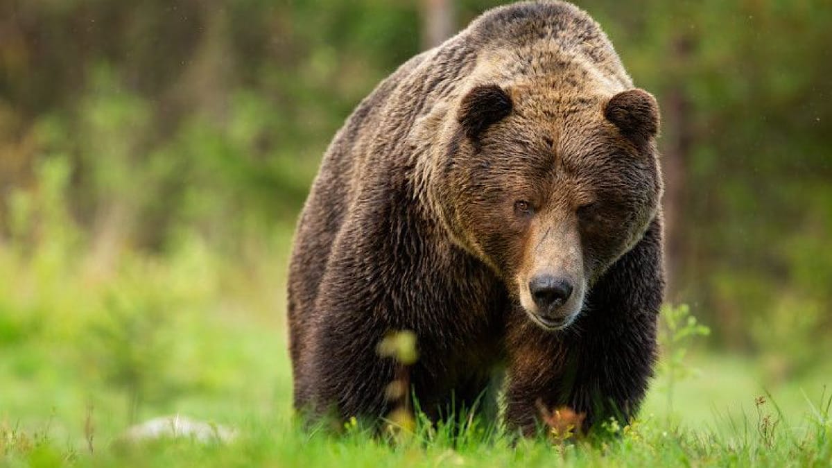 Urs Stiripitesti.ro Urs împușcat după ce a atacat un turist pe transfăgărășan urs